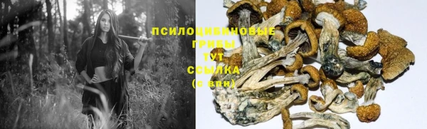 PSILOCYBIN Кодинск